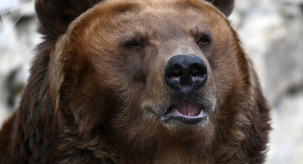 列支敦士登王子被控在狩猎时或猎杀欧洲最大棕熊