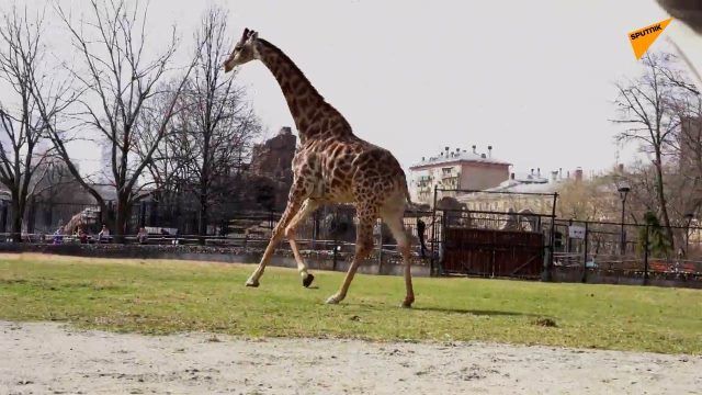 莫斯科动物园的长颈鹿为重返户外欢呼雀跃
