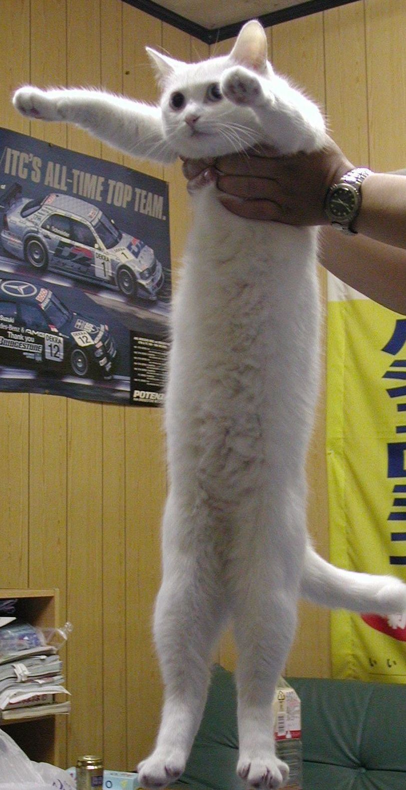 網紅萌寵「Longcat」貓咪在日本去世 網紅萌寵「Longcat」貓咪在日本去世