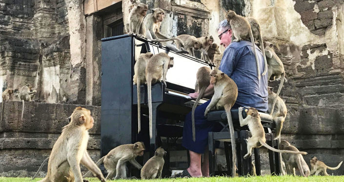 英国音乐家保罗·巴顿(Paul Barton)在泰国华富里给猴子弹钢琴