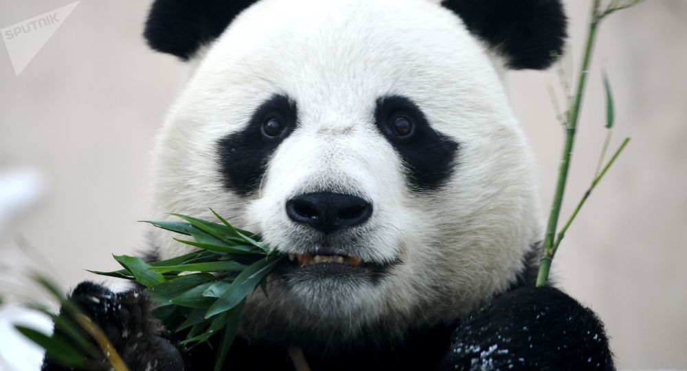 莫斯科动物园大熊猫六一儿童节收到礼物