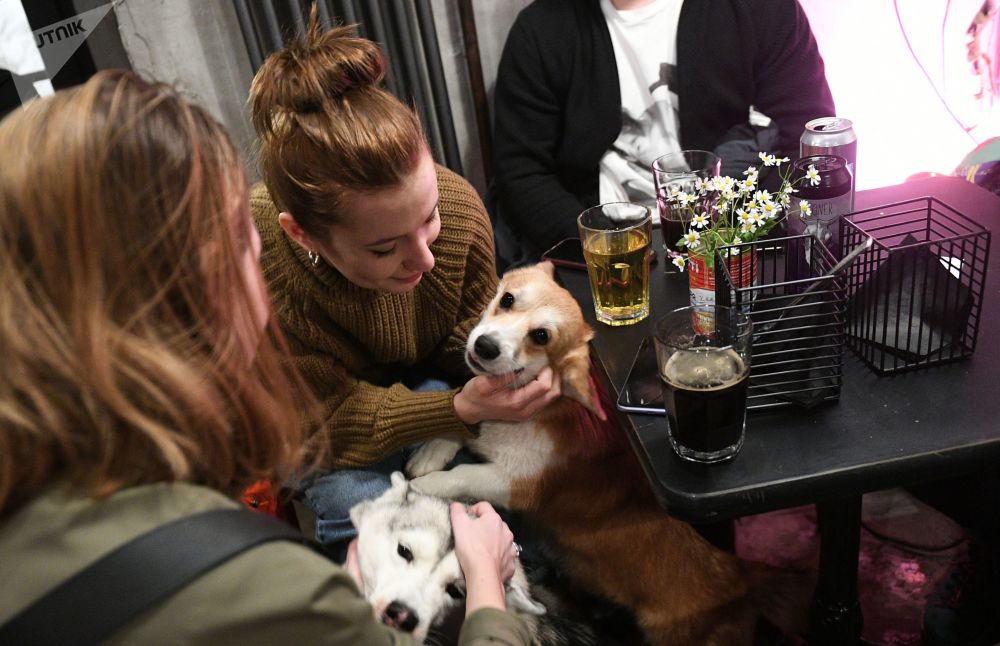 莫斯科underdog酒吧里的女客人和她们的狗狗们.