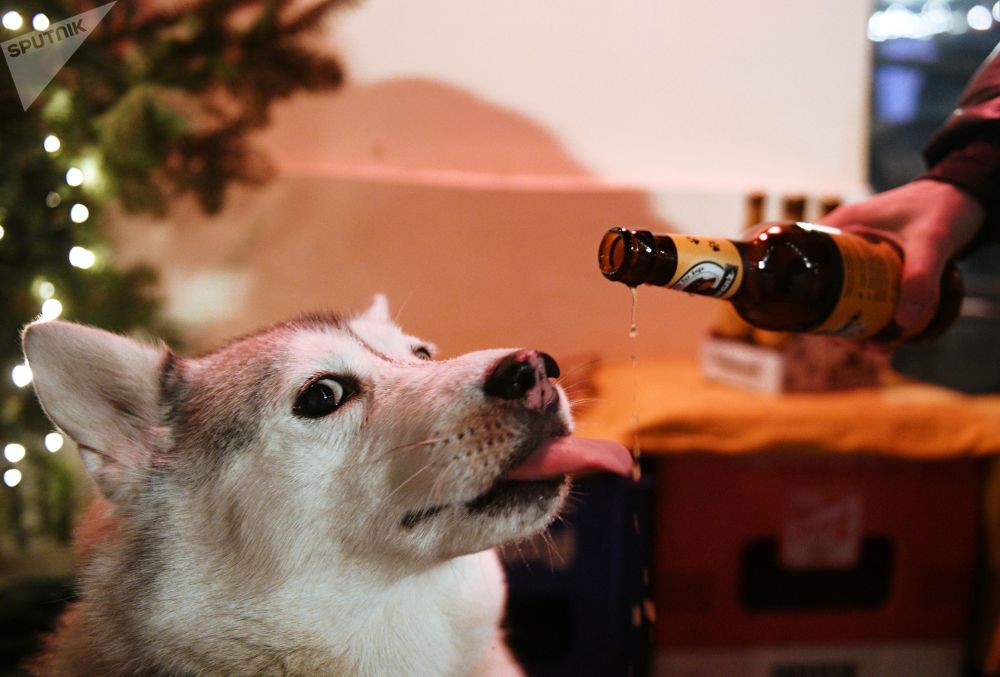 莫斯科酒吧出现狗狗饮用啤酒