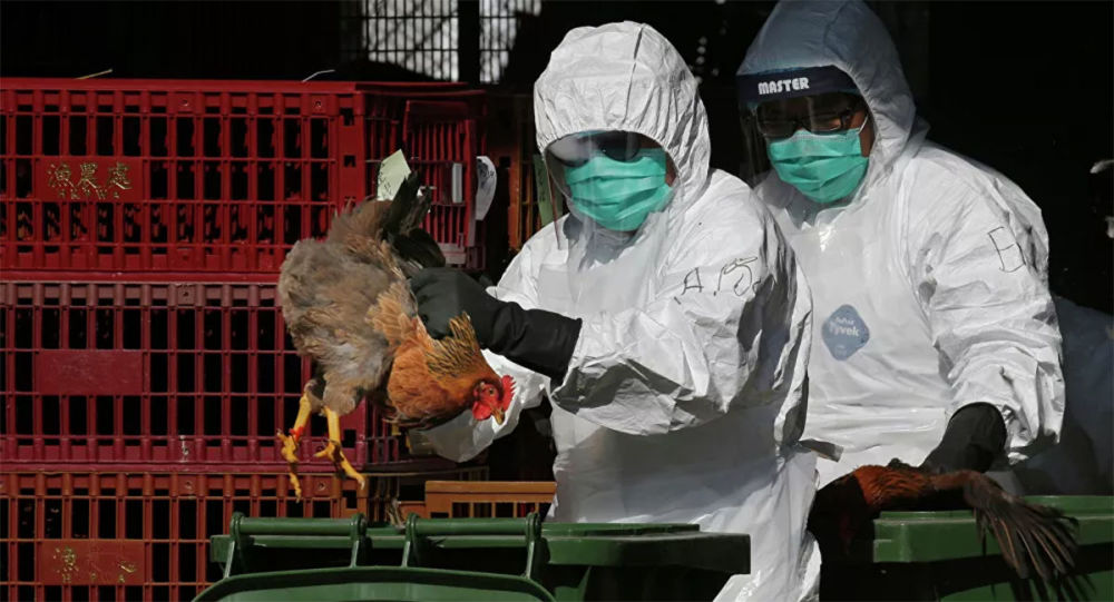 世卫与中国共同评估禽流感新菌株的风险