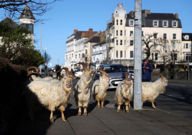 野生克什米尔山羊在威尔士兰迪德诺市街道上游走.