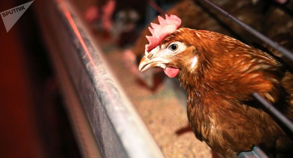 印尼地方政府向愿意接种疫苗的居民赠送活鸡