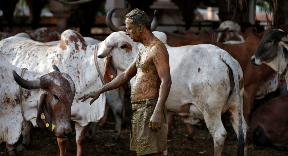 印度一农民被盗800公斤牛粪