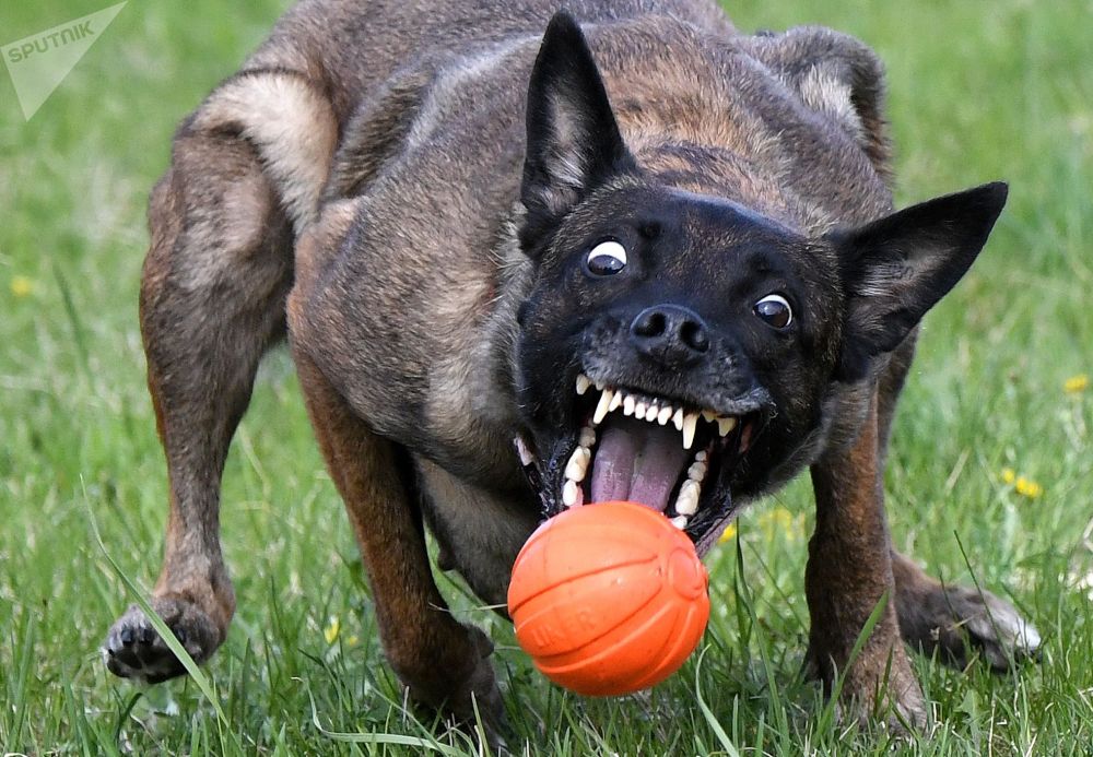 “飞天犬”犬类运动比赛在克拉斯诺亚尔斯克举行。
