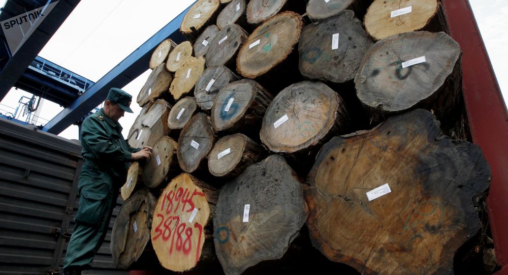 超过15万立方米木材因口岸情况无法运出俄滨海边疆区