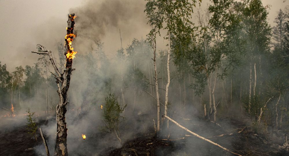 俄萨哈共和国领导人：该地区的森林火灾已成为全球气候变化的后果