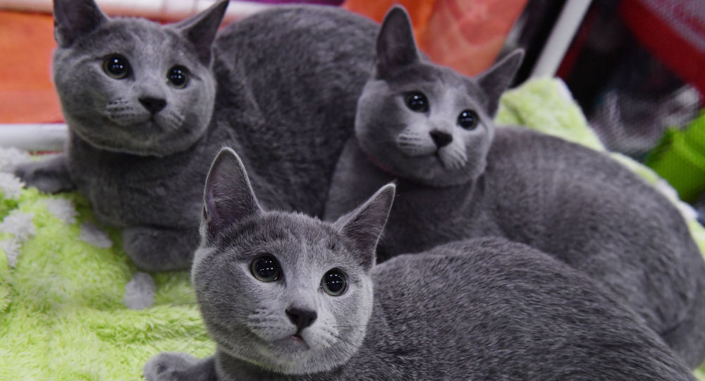 哈尔滨有三只猫在违背主人意愿的情况下被执行安乐死