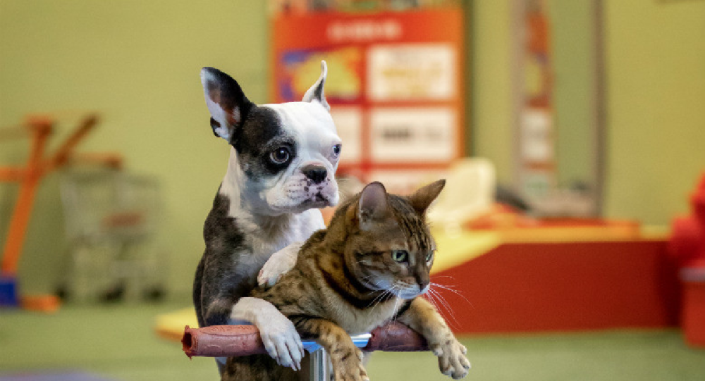 滑滑板的Lollipop狗和 Sashimi猫被载入吉尼斯世界纪录