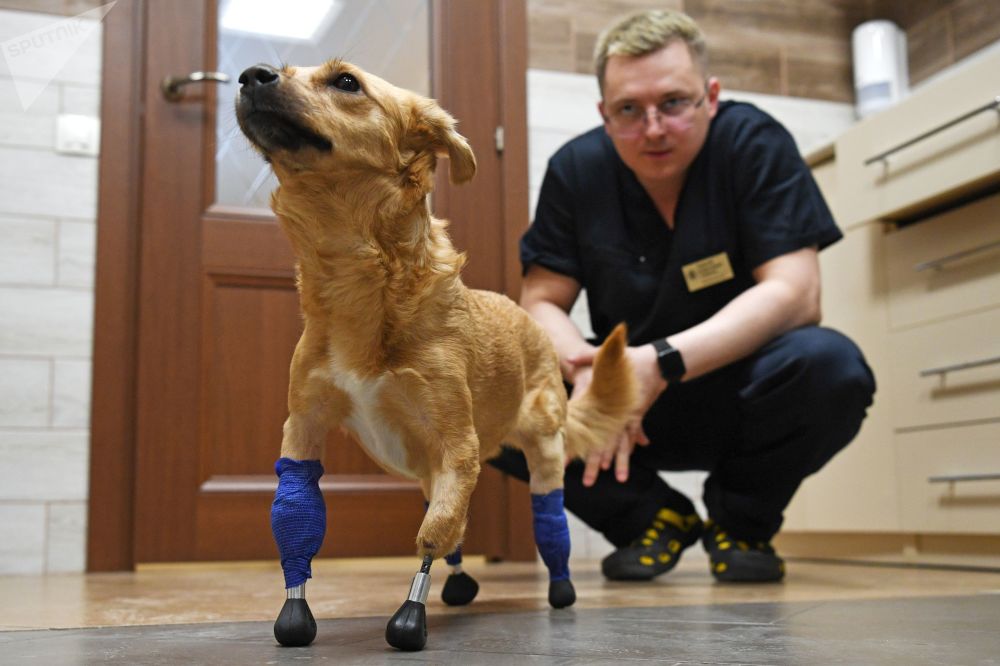 俄罗斯一流浪狗失去四条腿，3D打印义肢助力它重获站起来