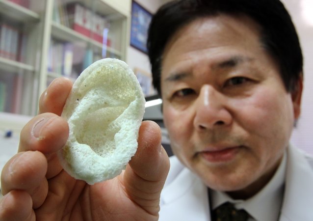 京大学医学研究高户毅教授出示人造的耳朵