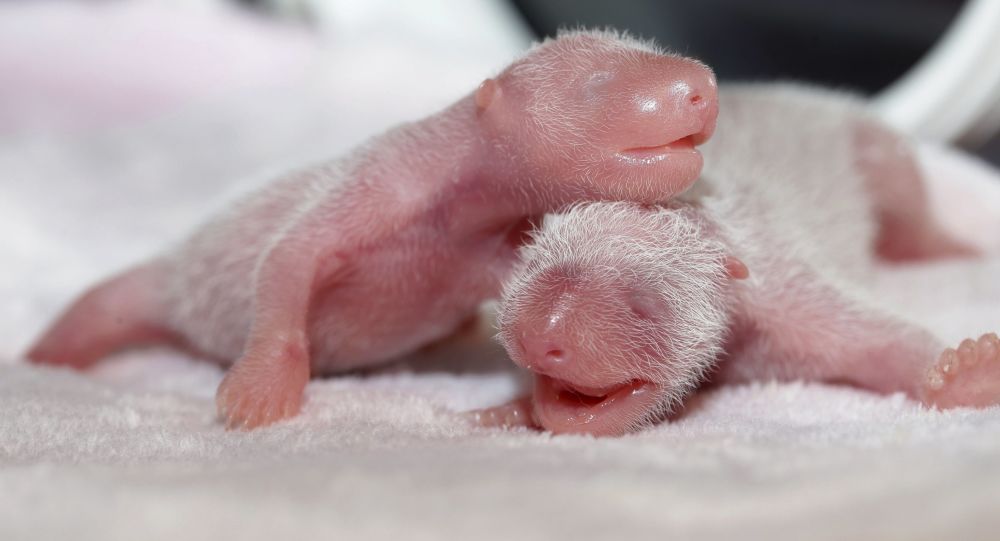 熊猫双胞胎出生于马德里动物园
