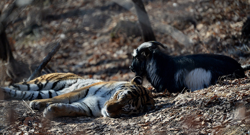 俄罗斯滨海边疆区著名老虎“阿穆尔”的幼崽开始与野生动物园的游客见面