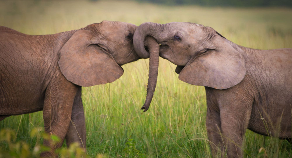 津巴布韦否认在继续出口大象