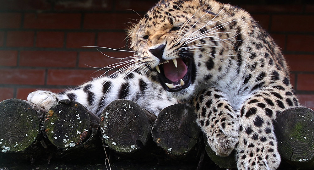 一只远东豹在俄勒冈州动物园安乐死