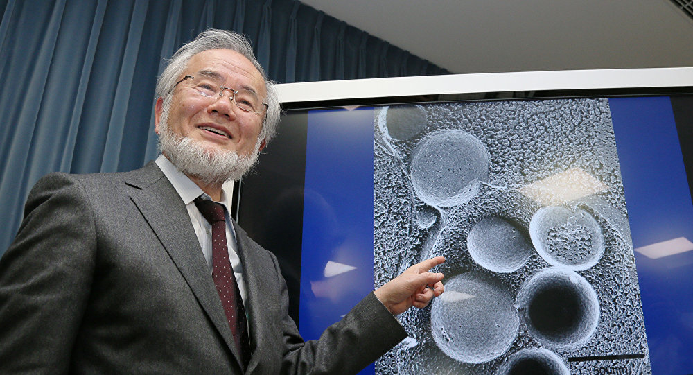 研究细胞自噬机制的日本科学家获诺贝尔医学奖