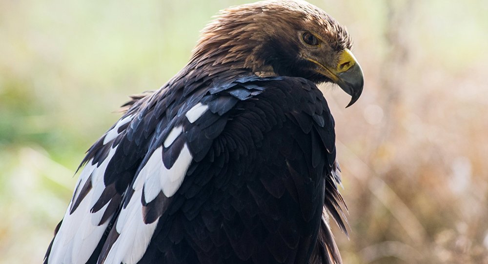 哈卡斯雌鹰飞去伊朗给俄罗斯鸟类学家发送坐标短信使其破费