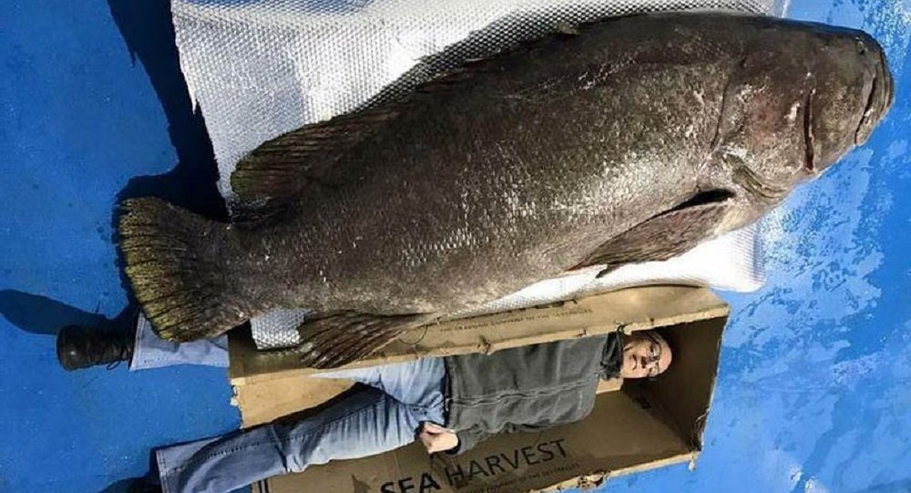 世界上最大的鲈鱼图片