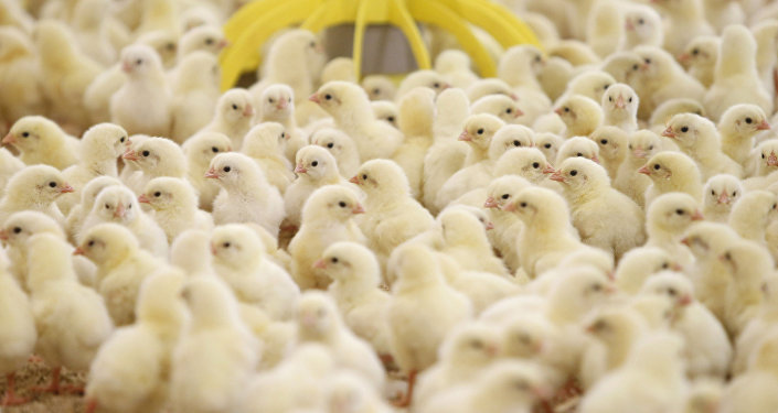 日本今年秋季首次爆发禽流感 14万只鸡将被扑杀