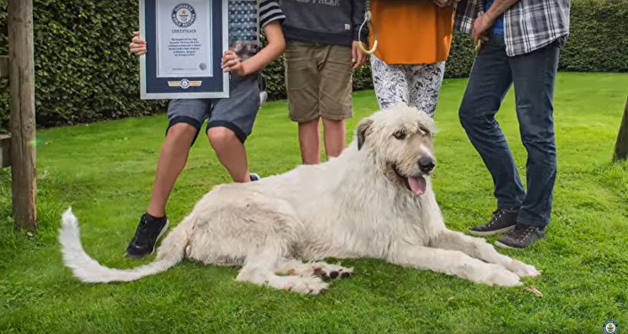 媒体:比利时发现世界上尾巴最长的狗