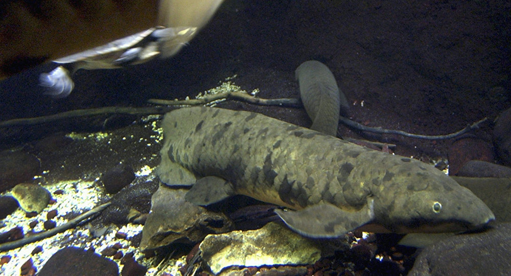 一条生活在水族馆中的世界最老昆士兰肺鱼在芝加哥死亡