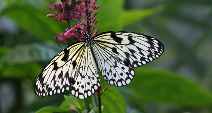 收藏者首次因捕杀珍稀蝴蝶在英国获罪
