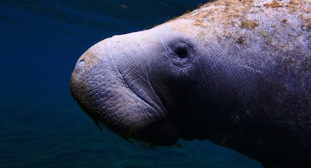 世上最长寿海牛在度过69岁生日一天后离世