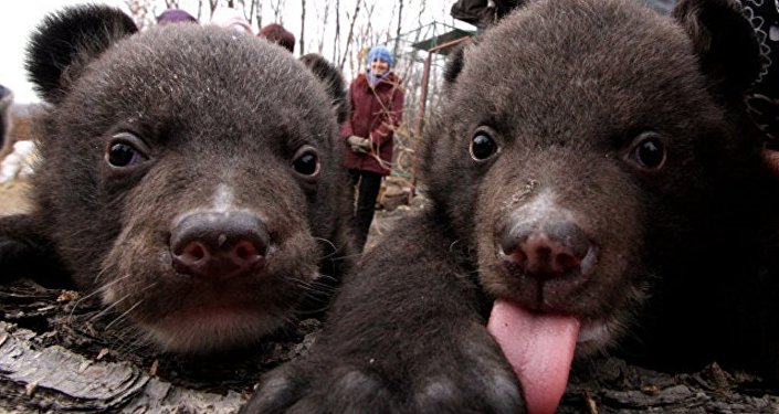 俄远东公熊偷鸡被抓