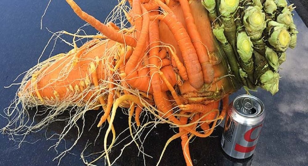 美国一名农场主的巨型胡萝卜入选吉尼斯纪录