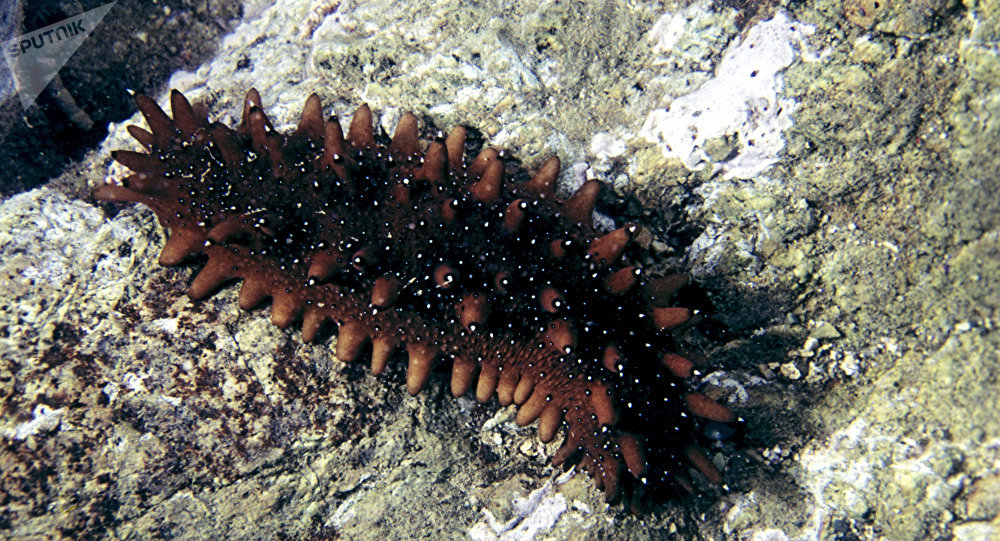 俄滨海边疆区边防军缴获向中国走私的价值超350万卢布海参