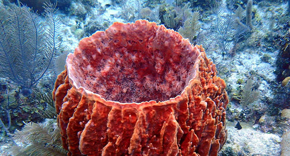 科学家称现代地球上最古老生物是海绵