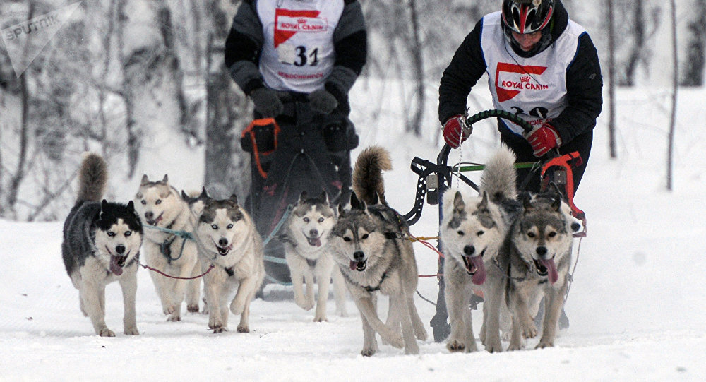 勘察加雪橇犬养殖基地设立新民族文化中心