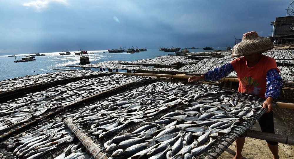 中国近海的鱼几乎被捕光