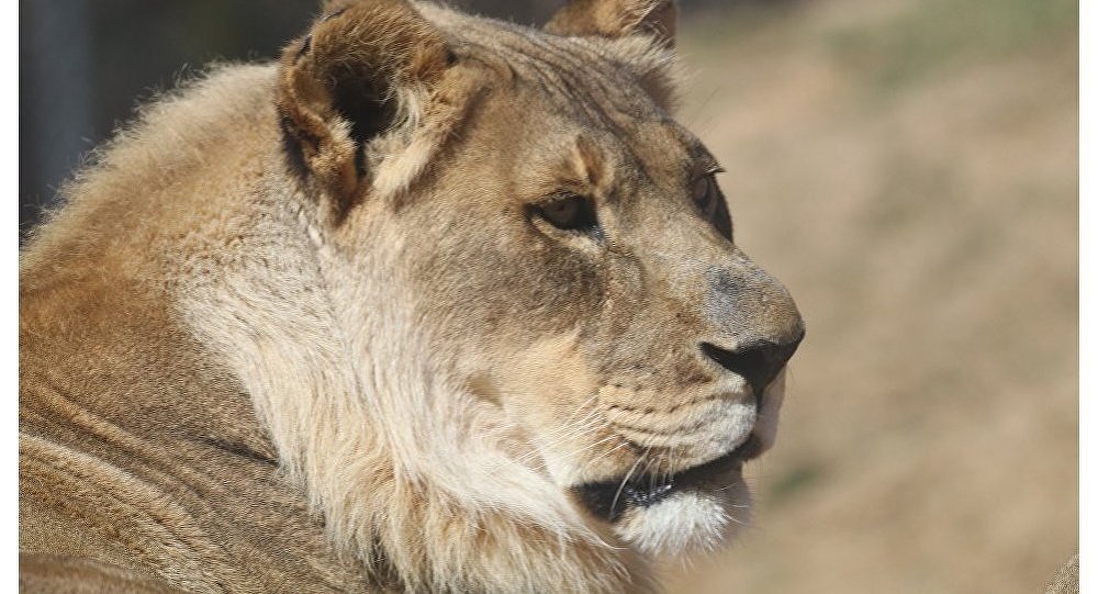 美国一头母狮长出狮鬃