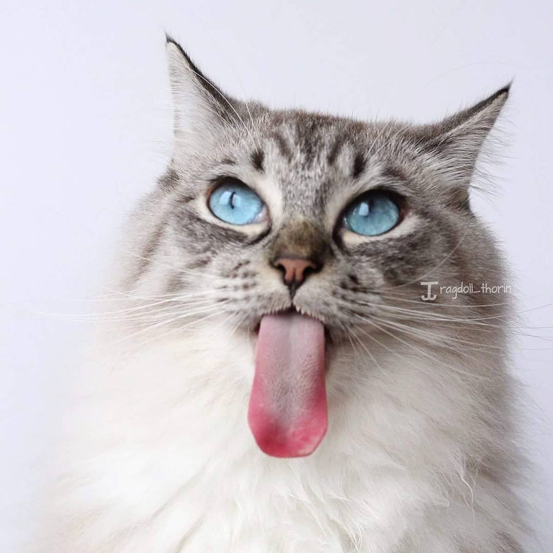 宠物世家-舔舌头的猫咪_素材公社