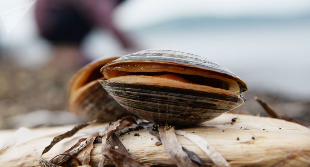 韩女星在泰国捕捉巨型蛤蜊恐入狱