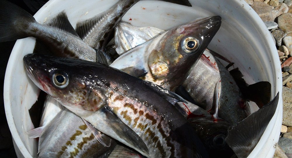 俄罗斯明太鱼对华供应量减少四分之三