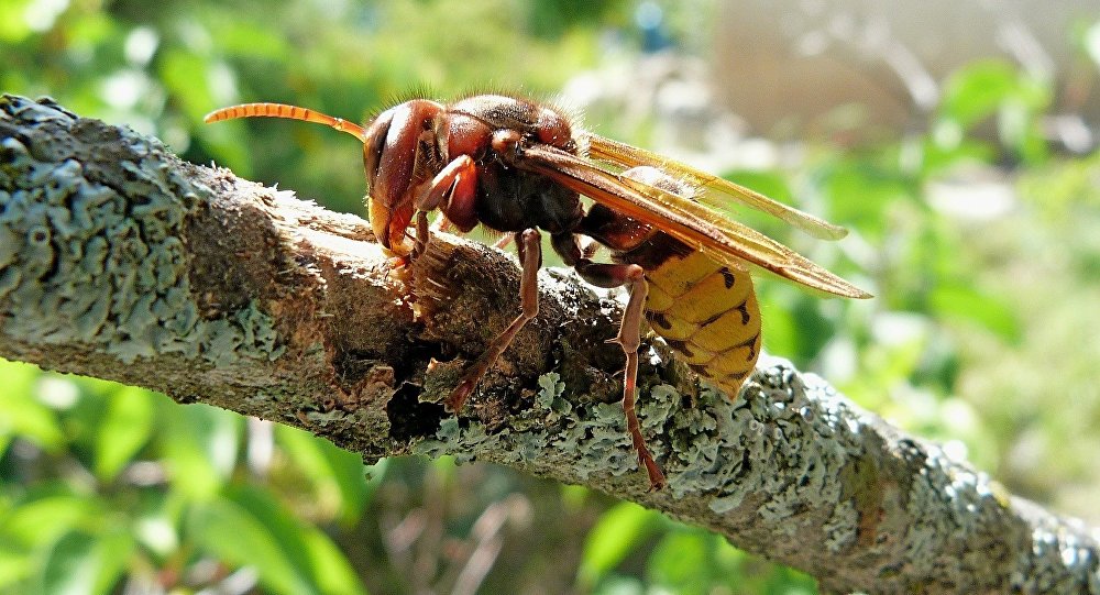 黄脚虎头蜂正在占领欧洲并袭击居民