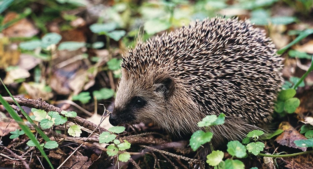 英国刺猬因从冬眠中醒来有压力而脱刺 (图片)