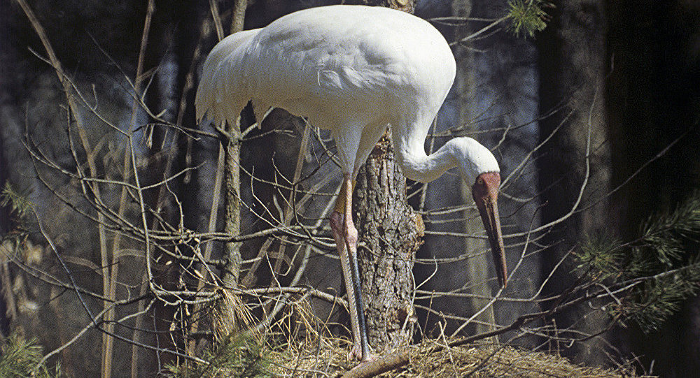 雅库特共和国和中国的自然保护区已就保护红皮书中的白鹤达成协议