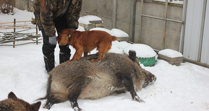 俄罗斯小香猪:宠物中的极品 - 俄罗斯卫星通讯社