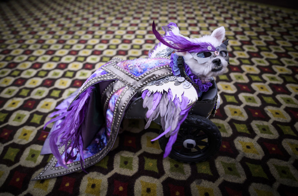 狗狗秀：纽约宠物时装秀 俄罗斯卫星通讯社