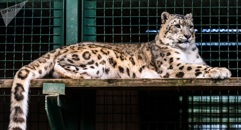 美国动物园的三只雪豹死于新冠影响