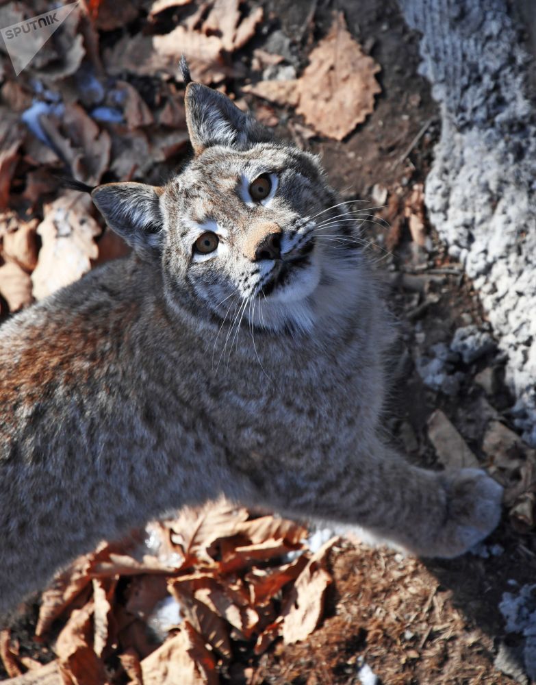 俄罗斯野生猫科动物盘点