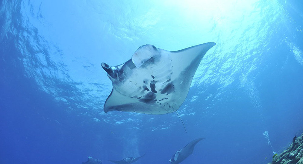 绰号为"雀斑"的海怪寻求人类帮助