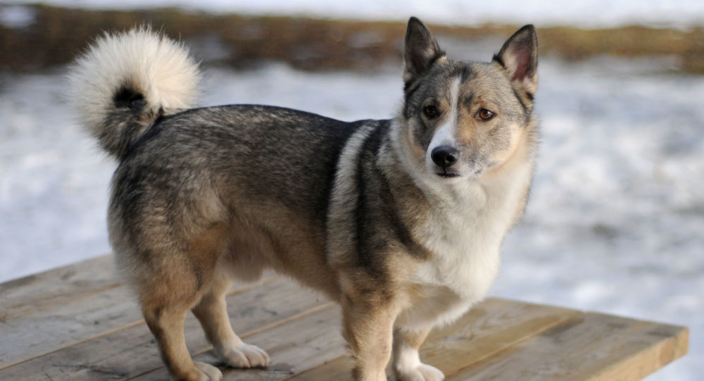 美国宠物犬救下睡梦中险些死亡的主人 - 俄罗斯卫星通讯社