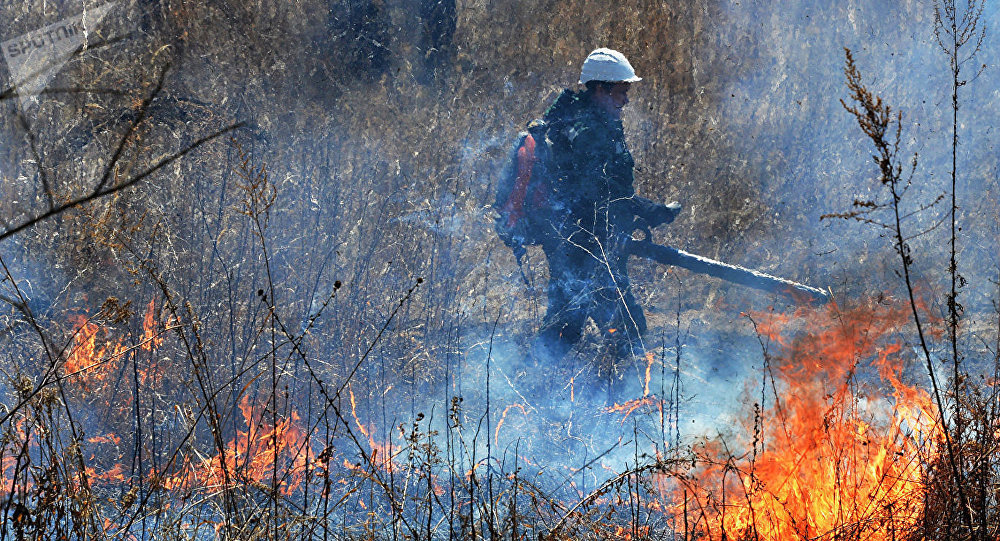 俄森林消防部门一昼夜扑灭105处自然火灾